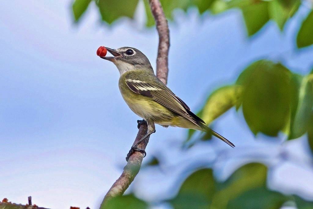 Blue-headed Vireo by btrentler is licensed under CC BY 2.0